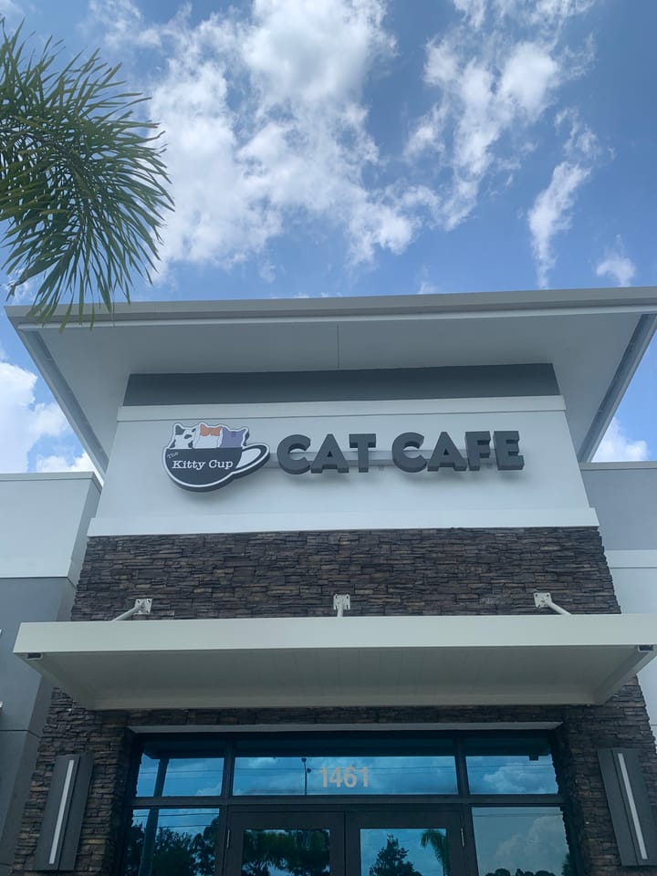 The Kitty Cup: Port St. Lucie's Own Cat Cafe